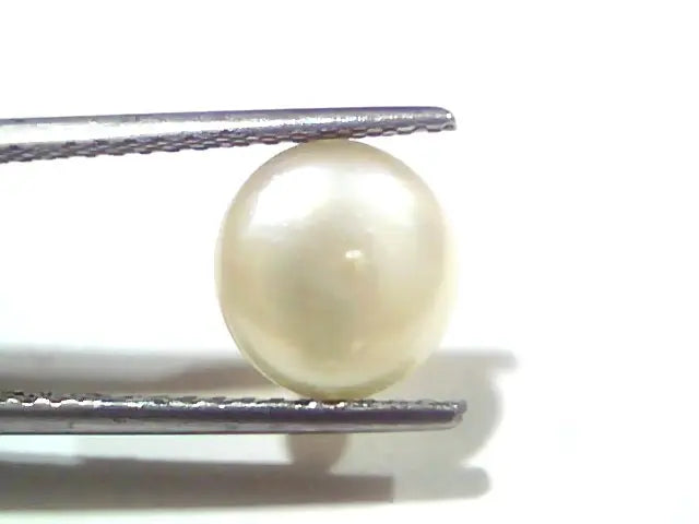3.50 Ct Certified Natural Venunjula Real Sea Pearl, Real Moti