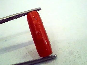 3.50 Carat Natural Italian Red Coral Moonga Gemstone