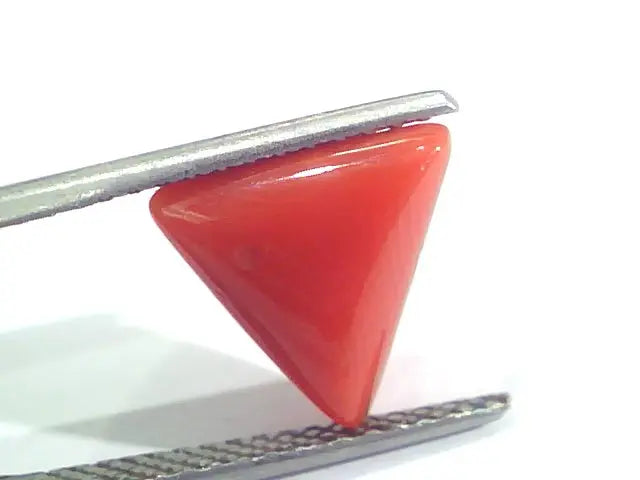 3.56 Ct 5.9 Ratti Natural Italian Triangle Red Coral Moonga Gemstone