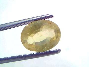 3.53 Carat Certified Ceylon Yellow Sapphire Pukhraj Stone, oval cut, held with tweezers against a light background.