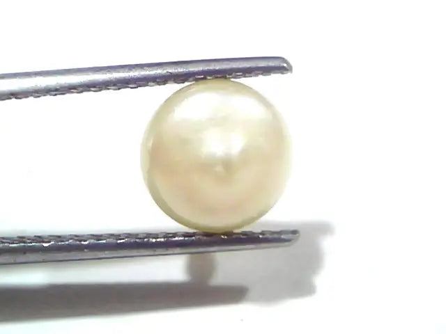 3.54 Ct Certified Natural Venunjula Real Sea Pearl, Real Moti