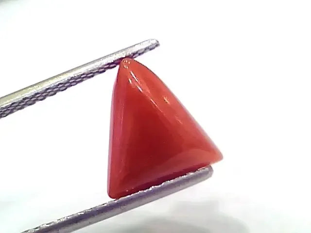 3.69 Ct 4.05 Ratti Natural Italian Triangle Red Coral Moonga Gemstone - Venus Gems