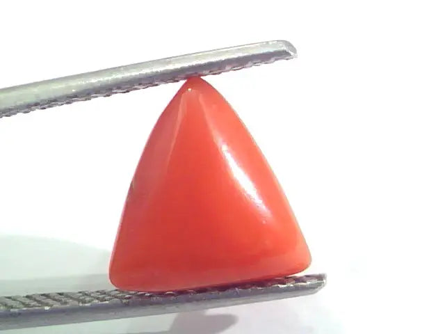3.60 Ct 6 Ratti Natural Italian Triangle Red Coral Moonga Gemstone