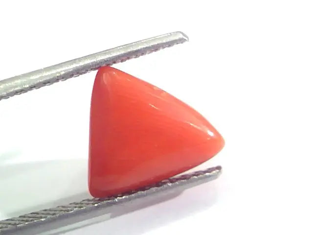 3.60 Ct 6 Ratti Natural Italian Triangle Red Coral Moonga Gemstone