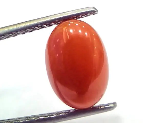 3.61 Ct 6 Ratti Natural Untreated Italian Red Coral Moonga Gems