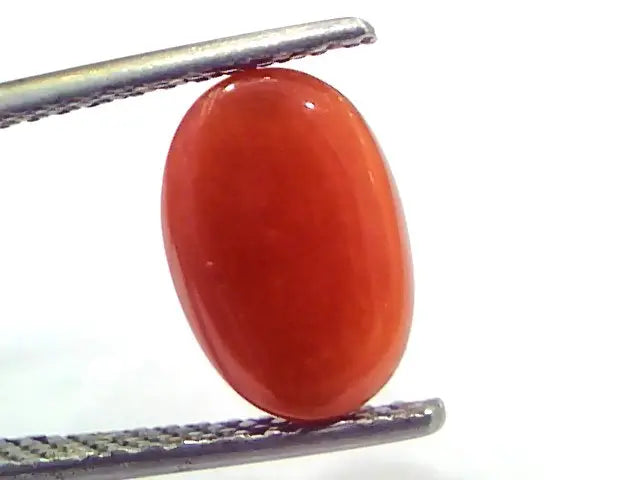 3.61 Ct 6 Ratti Natural Untreated Italian Red Coral Moonga Gems