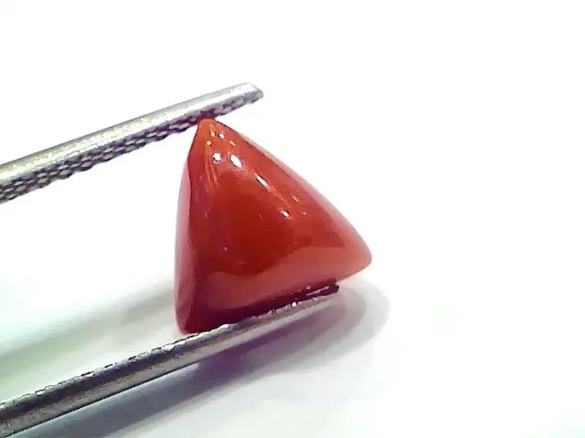 3.65 Ct 6.08 Ratti Natural Italian Triangle Red Coral Moonga Gemstone