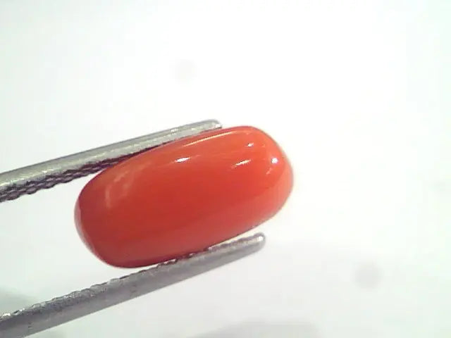3.65 Ct 6 Ratti Natural Italian Red Coral Moonga Gemstone AAAA
