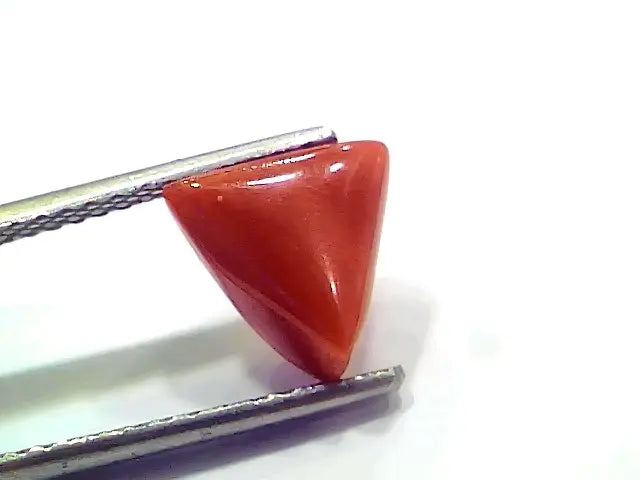 3.65 Ct 6.08 Ratti Natural Italian Triangle Red Coral Moonga Gemstone