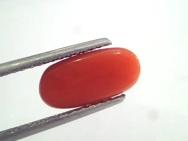 3.65 Ct 6 Ratti Natural Italian Red Coral Moonga Gemstone AAAA