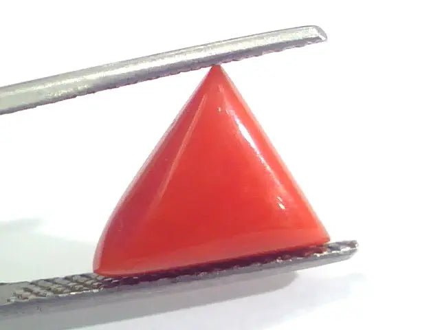 3.64 Ct 6 Ratti Natural Italian Triangle Red Coral Moonga Gemstone
