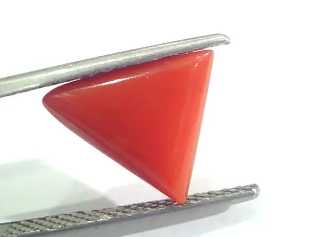 3.64 Ct 6 Ratti Natural Italian Triangle Red Coral Moonga Gemstone