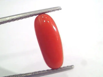 3.66 Ct 6 Ratti Natural Italian Red Coral Moonga Gemstone AAAA