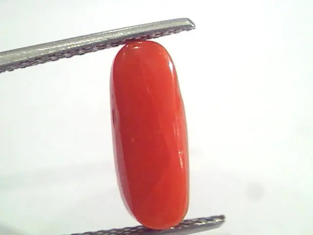 3.66 Ct 6 Ratti Natural Italian Red Coral Moonga Gemstone AAAA