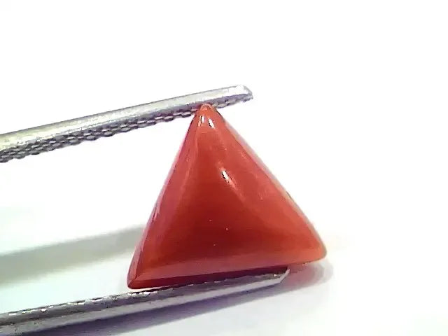 3.66 Ct 4.02 Ratti Natural Italian Triangle Red Coral Moonga Gemstone - Venus Gems