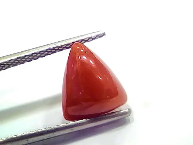 3.75 Ct 6.25 Ratti Natural Italian Triangle Red Coral Moonga Gemstone