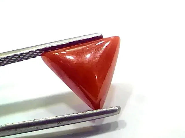 3.66 Ct 4.02 Ratti Natural Italian Triangle Red Coral Moonga Gemstone - Venus Gems