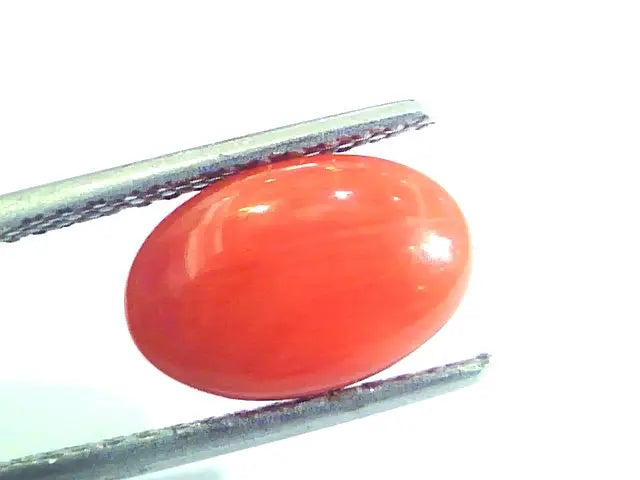 3.76 Ct Untreated Natural Premium Italian Red Coral AAAAA