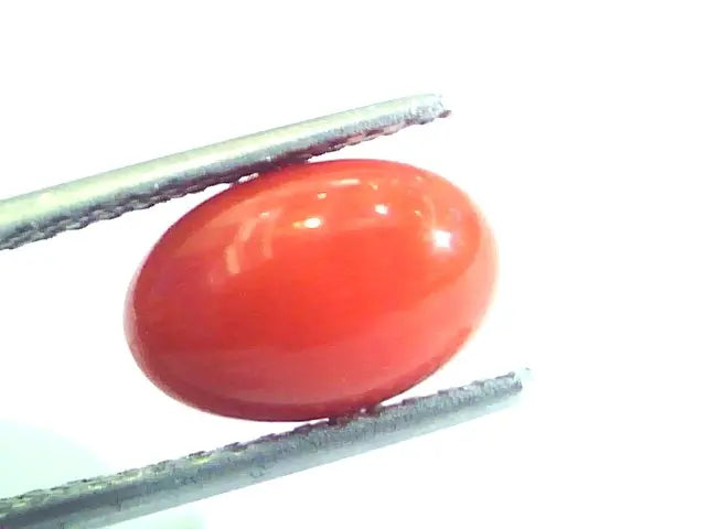 3.76 Ct Untreated Natural Premium Italian Red Coral AAAAA