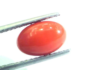 3.76 Ct Untreated Natural Premium Italian Red Coral AAAAA