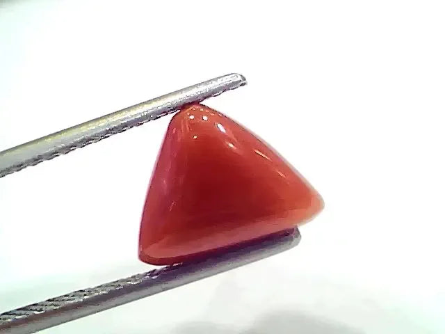 3.80 Ct 4.17 Ratti Natural Italian Triangle Red Coral Moonga Gemstone - Venus Gems