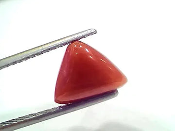 3.80 Ct 4.17 Ratti Natural Italian Triangle Red Coral Moonga Gemstone - Venus Gems