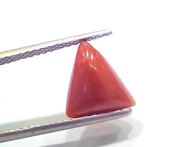 3.74 Ct 4.10 Ratti Natural Italian Triangle Red Coral Moonga Gemstone - Venus Gems