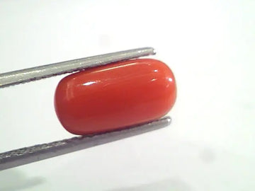 3.75 Ct 6.1 Ratti Natural Italian Red Coral Moonga Gemstone AAAA