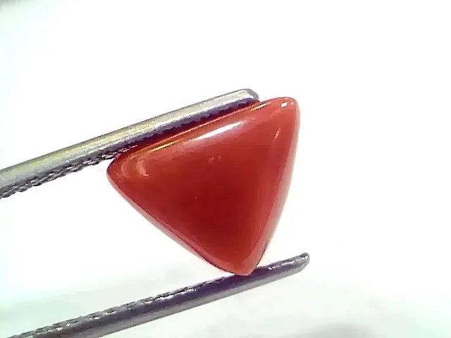 3.80 Ct 4.17 Ratti Natural Italian Triangle Red Coral Moonga Gemstone - Venus Gems