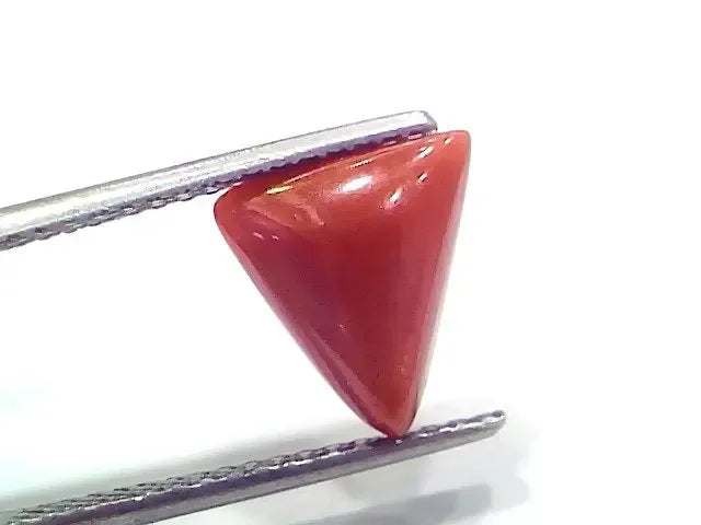 3.74 Ct 4.10 Ratti Natural Italian Triangle Red Coral Moonga Gemstone - Venus Gems