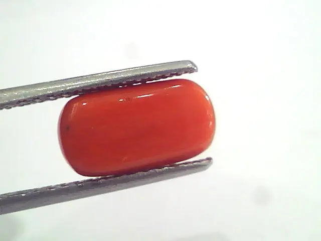 3.75 Ct 6.1 Ratti Natural Italian Red Coral Moonga Gemstone AAAA
