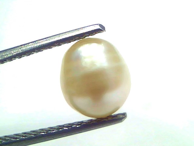 3.71 Carat Natural Certified Real South Sea Pearl (Moti) – 4.07 Ratti | Moon Gemstone