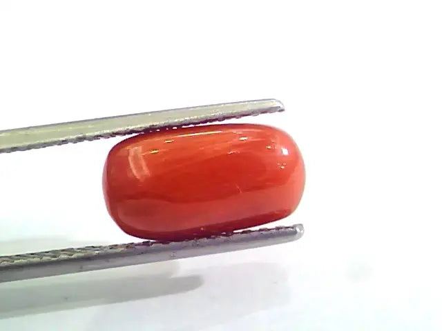 3.72 Carat Natural Italian Red Coral Moonga Gemstone AAAA