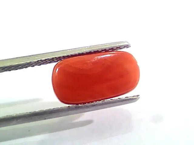 3.72 Carat Natural Italian Red Coral Moonga Gemstone AAAA