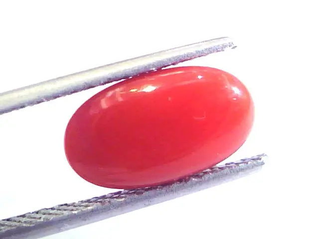 3.69 Ct Untreated Natural Premium Italian Red Coral AAAAA