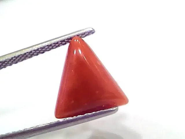 3.90 Ct 4.28 Ratti Natural Italian Triangle Red Coral Moonga Gemstone - Venus Gems