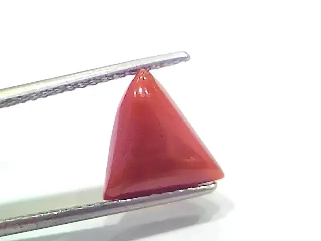 3.78 Ct 4.15 Ratti Natural Italian Triangle Red Coral Moonga Gemstone - Venus Gems