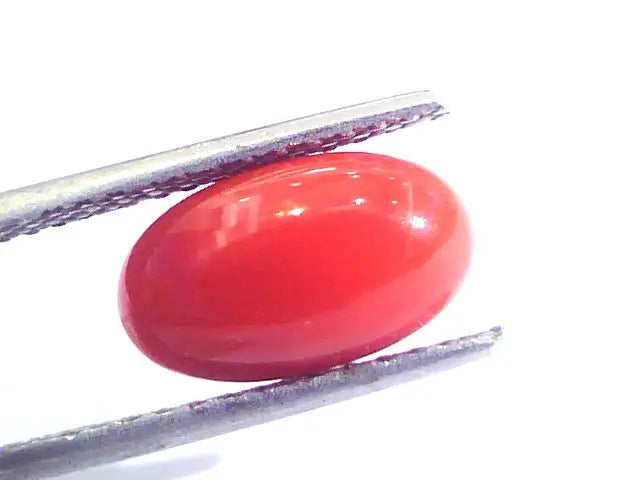 3.69 Ct Untreated Natural Premium Italian Red Coral AAAAA