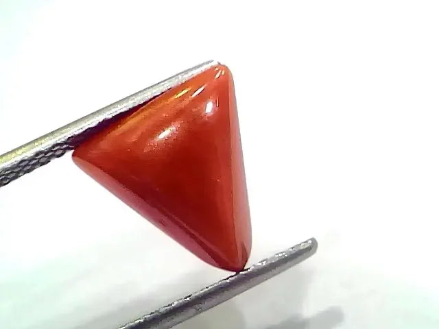 3.90 Ct 4.28 Ratti Natural Italian Triangle Red Coral Moonga Gemstone - Venus Gems