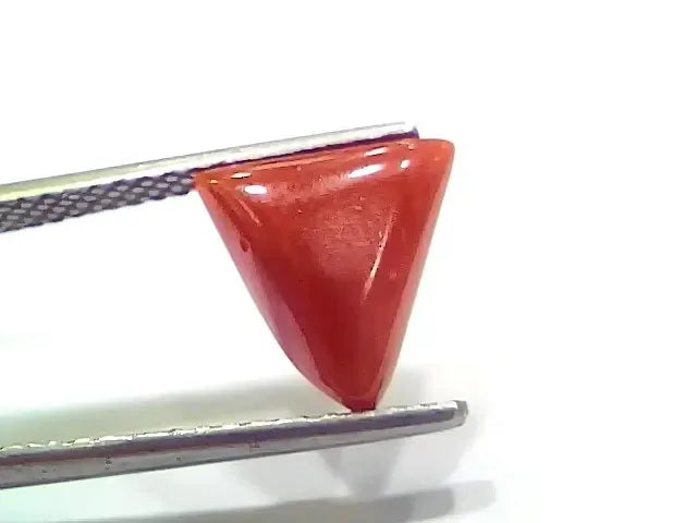 3.78 Ct 4.15 Ratti Natural Italian Triangle Red Coral Moonga Gemstone - Venus Gems