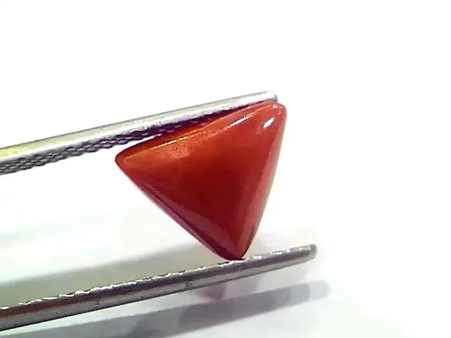 3.76 Ct 4.13 Ratti Natural Italian Triangle Red Coral Moonga Gemstone - Venus Gems