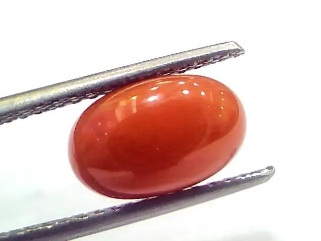 3.82 Ct 6.25 Ratti Natural Untreated Italian Red Coral Moonga Gems