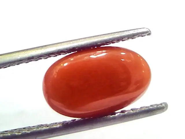 3.82 Ct 6.25 Ratti Natural Untreated Italian Red Coral Moonga Gems