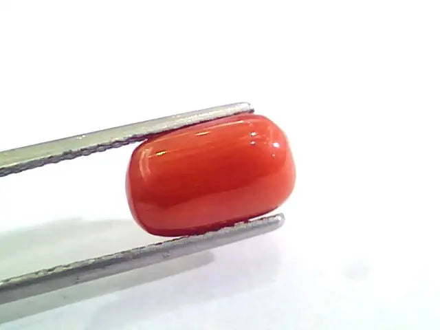 3.78 Carat Natural Italian Red Coral Moonga Gemstone AAAA