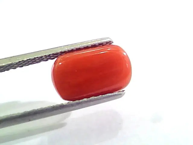 3.78 Carat Natural Italian Red Coral Moonga Gemstone AAAA