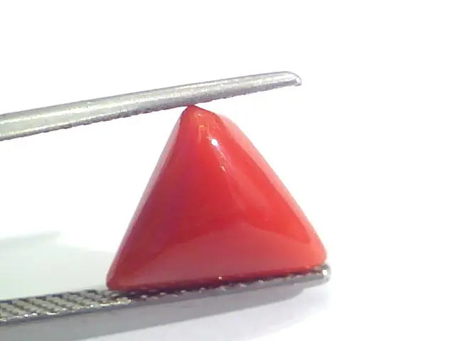 3.60 Ct 6.5 Ratti Natural Italian Triangle Red Coral Moonga Gemstone