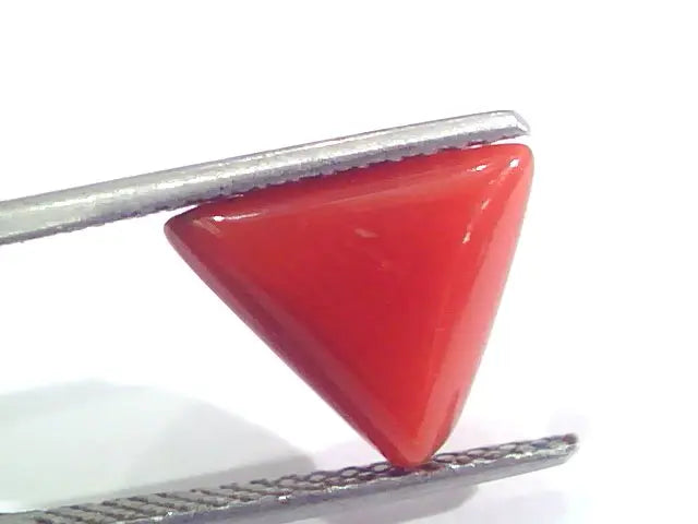 3.60 Ct 6.5 Ratti Natural Italian Triangle Red Coral Moonga Gemstone