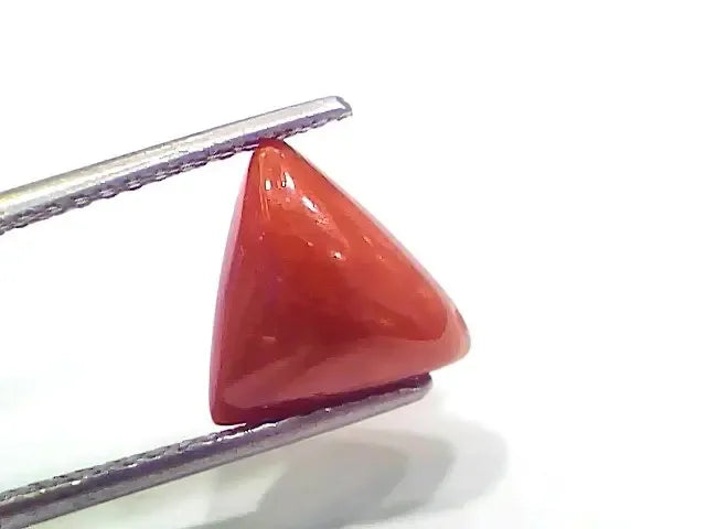 3.85 Ct 4.23 Ratti Natural Italian Triangle Red Coral Moonga Gemstone - Venus Gems