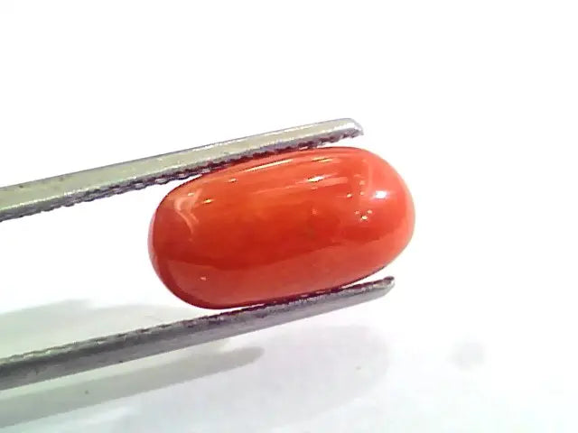 3.80 Carat Natural Italian Red Coral Moonga Gemstone AAAA