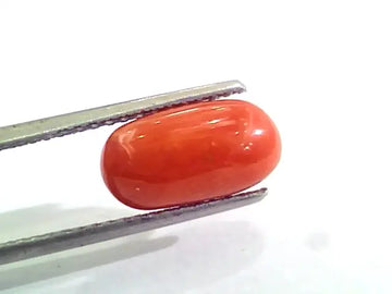 3.80 Carat Natural Italian Red Coral Moonga Gemstone AAAA